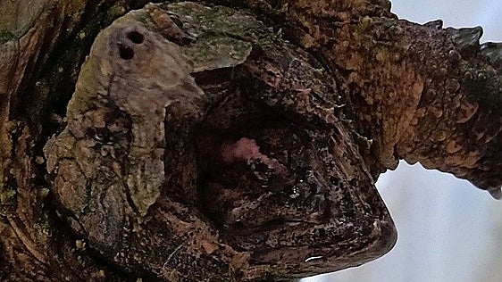 Guardia Civil seizes dangerous alligator snapping turtle from Albacete home