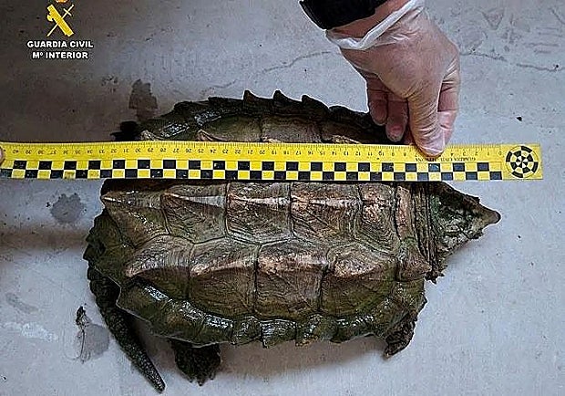 The shell of this species can measure up to 80 centimetres in length and weigh around 100 kilos.