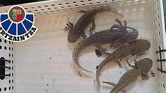 Bilbao woman under investigation for sending parcel with water bottles containing live axolotls
