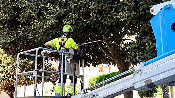 Fuengirola strengthens tree maintenance programme