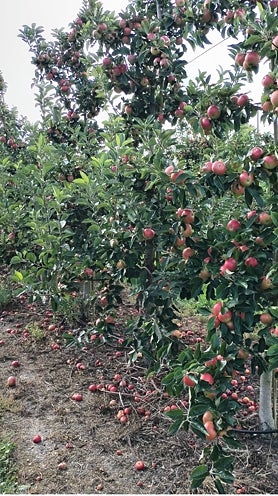 Imagen secundaria 2 - Apples and harvesters.