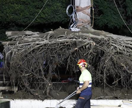 Imagen secundaria 1 - Malaga city council moves large ficus tree from Arroyo de los Ángeles to La Rosaleda