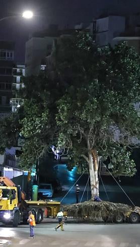 Imagen secundaria 2 - Malaga city council moves large ficus tree from Arroyo de los Ángeles to La Rosaleda