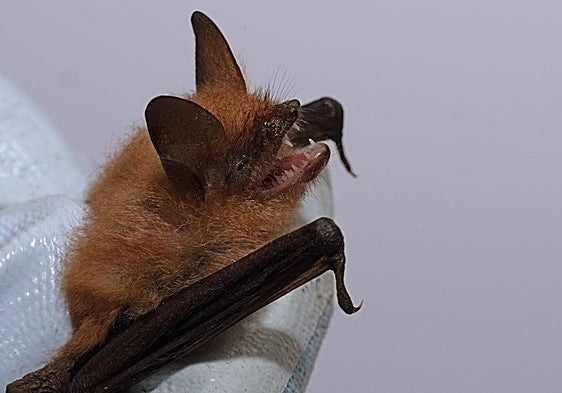 Geoffrey's bat