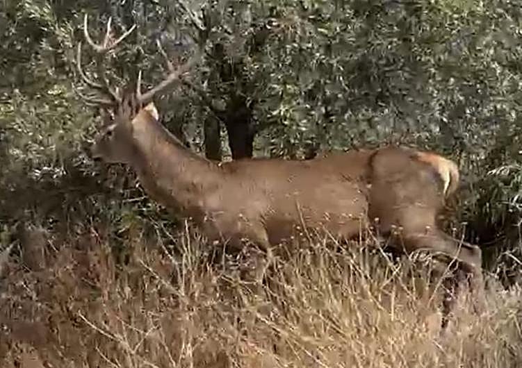 Imagen principal - The stag near Pinos de Aloha,close to the Marbella desalination plant and at the Russian statue roundabout in Puerto Banús.