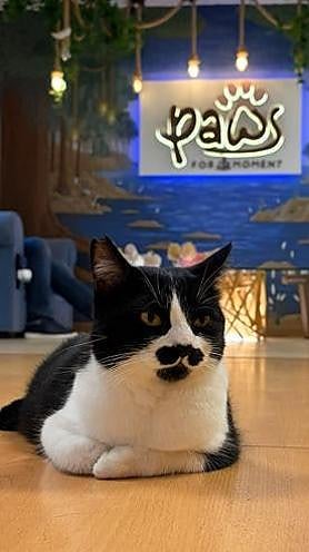 Imagen secundaria 2 - Work or have coffee surrounded by cats: the world’s first feline-friendly co-working space is in Malaga
