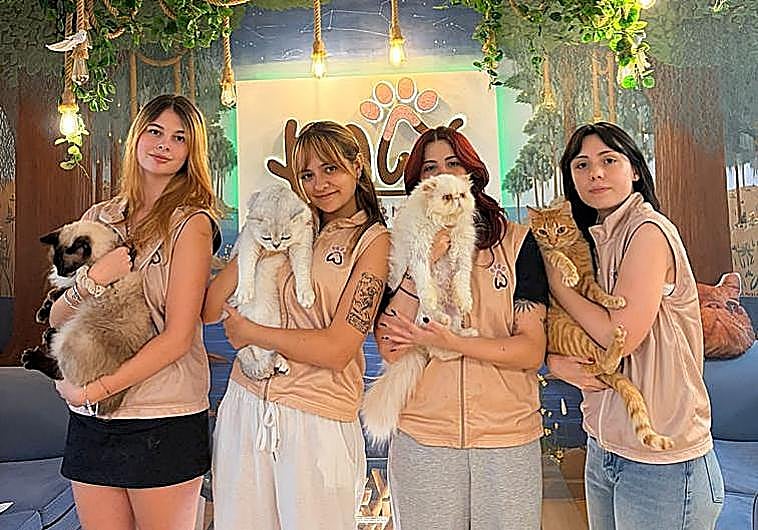 Imagen principal - Work or have coffee surrounded by cats: the world’s first feline-friendly co-working space is in Malaga