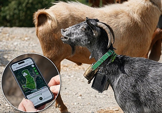 GPS-tracked goats to help fight fires: the Malaga village with its own innovative municipal herd