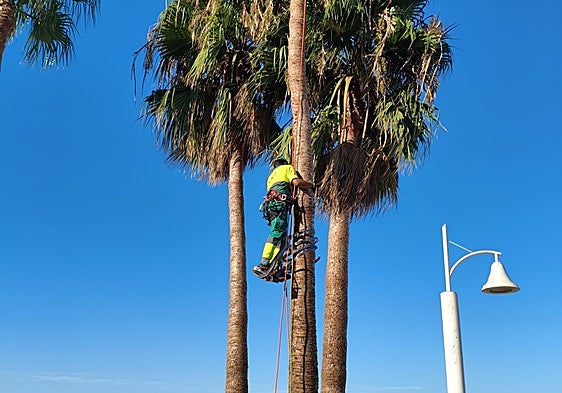 Palm tree pruning plan under way in Rincón de la Victoria