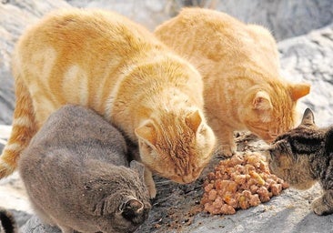Cats were the subject of repeated discussions.