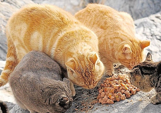 Two neighbours in Malaga injured following a fight during a dispute over cats
