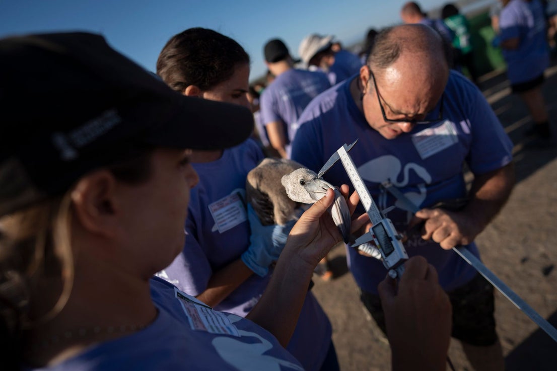 Fuente de Piedra community joins effort to ring 600 flamingo chicks