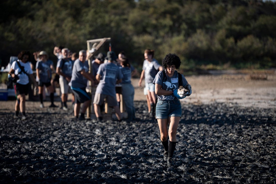 Fuente de Piedra community joins effort to ring 600 flamingo chicks