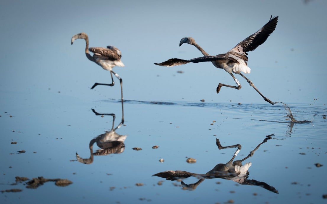 Fuente de Piedra community joins effort to ring 600 flamingo chicks