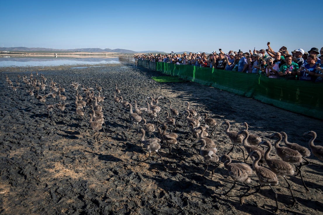 Fuente de Piedra community joins effort to ring 600 flamingo chicks