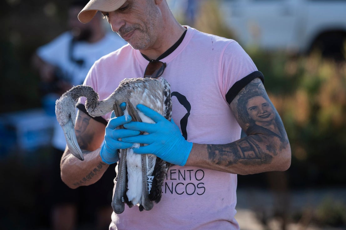 Fuente de Piedra community joins effort to ring 600 flamingo chicks