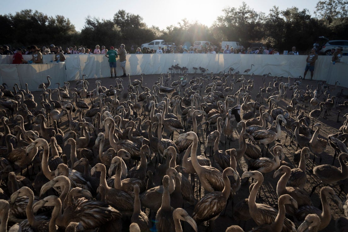 Fuente de Piedra community joins effort to ring 600 flamingo chicks