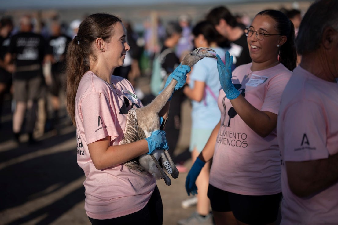 Fuente de Piedra community joins effort to ring 600 flamingo chicks