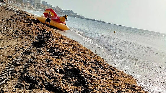 Build-up of Asian algae on the Costa del Sol.