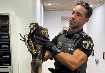 Endangered bird of prey rescued from severe storms in Spain's Jávea