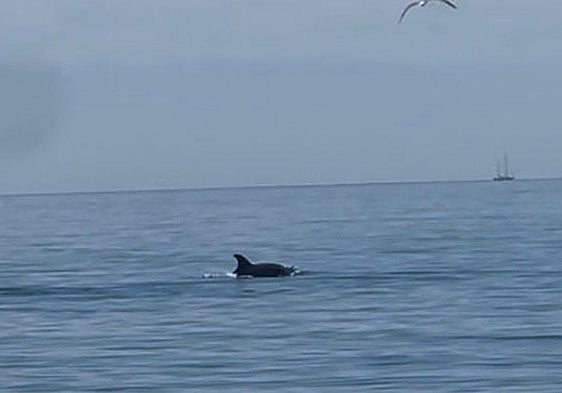 Two dolphins delight bathers on eastern Costa del Sol beach