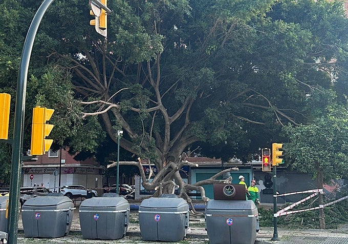 Municipal workers cutting back the fallen branches of the ficus tree in the La Paz neighbourhood.