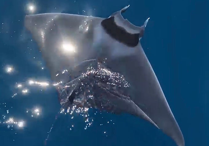 Giant manta ray.