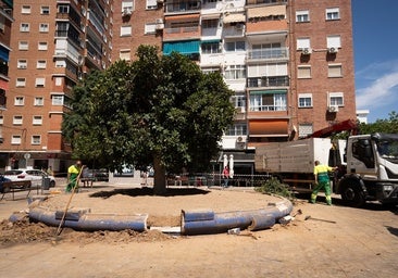 Malaga to replace trees most at risk of losing branches with other urban species