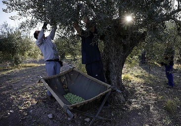 Archive photo of the green field in Alozaina.