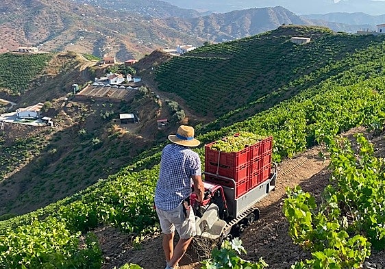 Axarquía winegrowers call for urgent aid following 70 per cent reduction in grape harvest