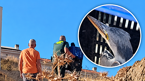 Grey heron saved thanks to six children from Ardales who called the Guardia Civil