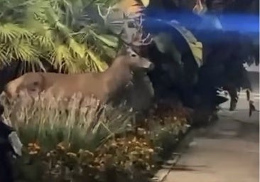 The deer among the vegetation on Avenida de las Naciones Unidas, in Puerto Banús
