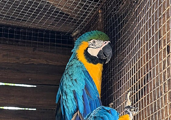 Two macaws settle in at Almuñécar bird park after 1,000-kilometre journey from Barcelona