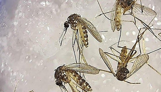 Malaga city steps up West Nile virus surveillance after mosquito sample tests positive
