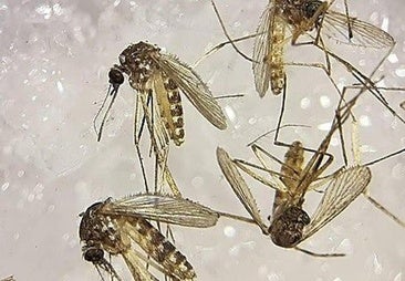 Malaga city steps up West Nile virus surveillance after mosquito sample tests positive