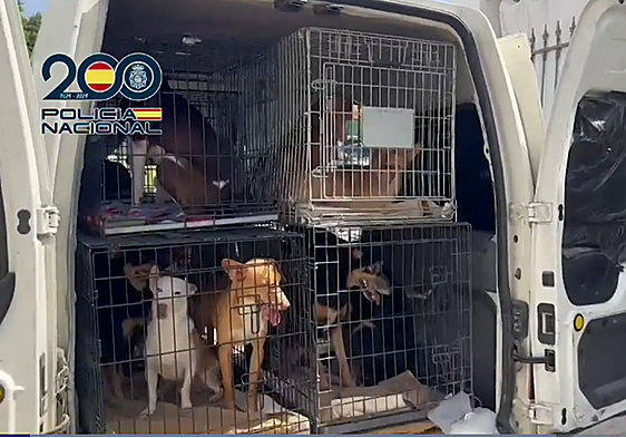 Some of the dogs rescued in Vélez-Málaga.