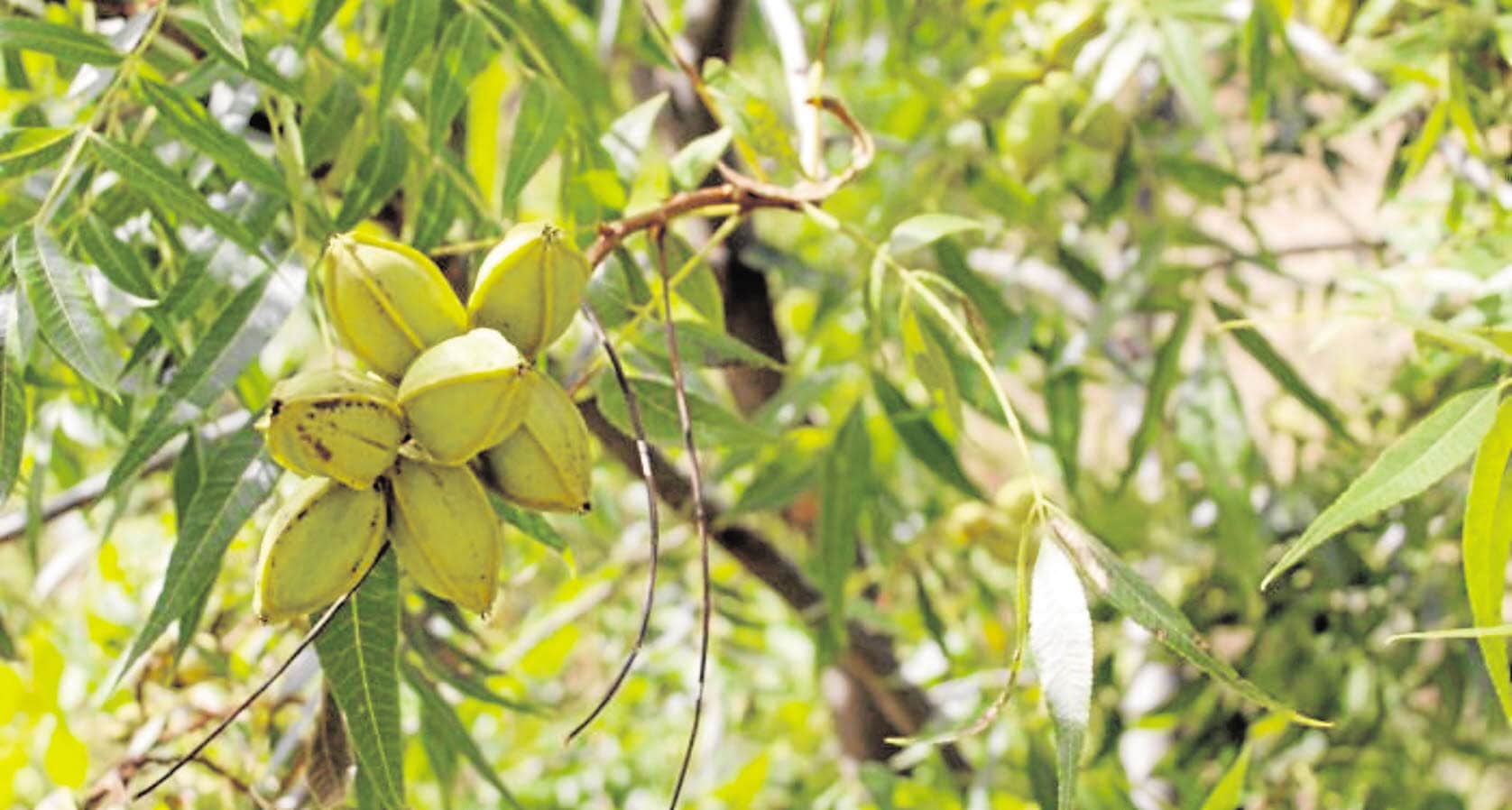 Interest in the pecan nut is growing in Andalucía.