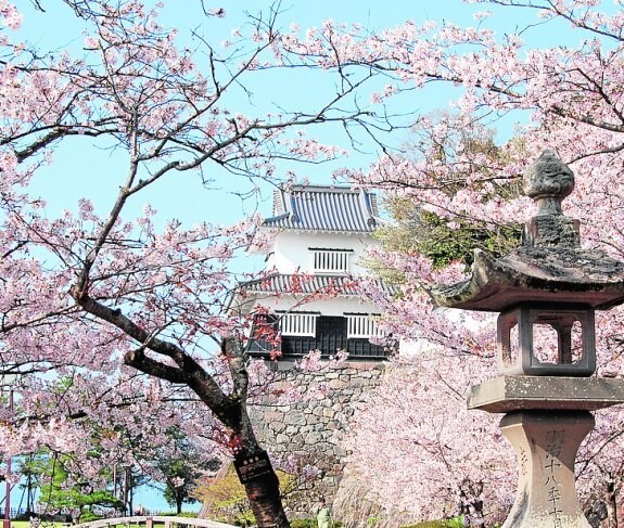 Sakura cherry blossom.