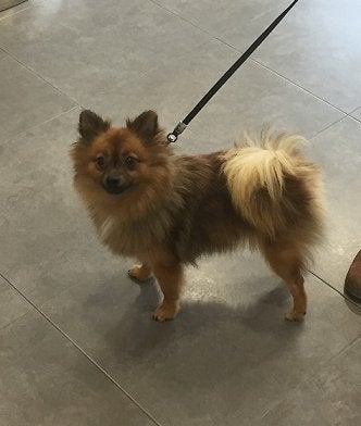 Successful keyhole surgery takes place at Hospital Animal Bluecare