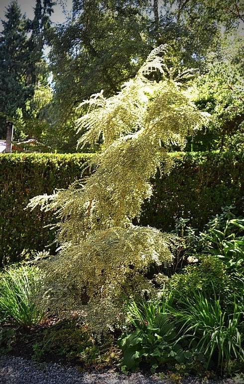 The Boxleaf azara