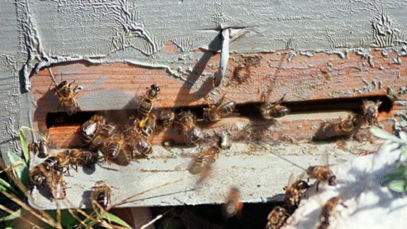 Bee farming is regulated by the Junta