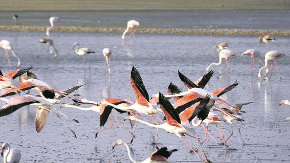 Flamingos to be ringed again at Fuente de Piedra