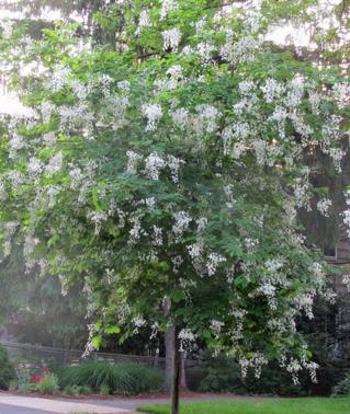 Cladastris kentuckea