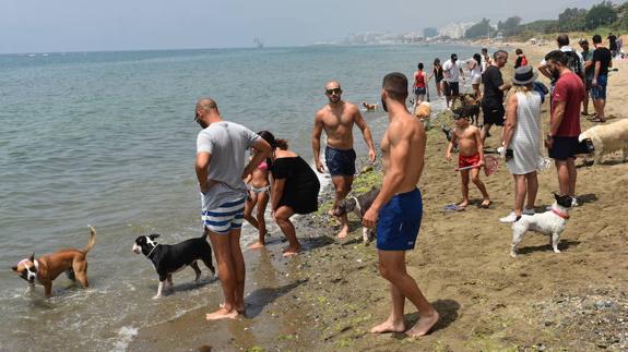 Pets can be let on to a designated zone of El Pinillo beach from now on