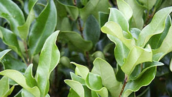 Ligustrum japonicum ‘Curvifolium’ 