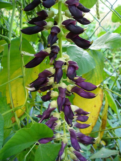 The Velvet Bean