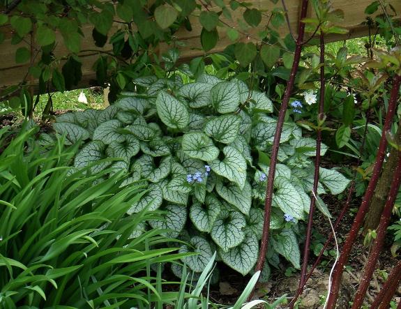 Siberian bugloss