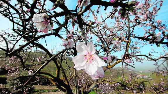 The almond tree flowers over the course of the last days of January and the first days of February.