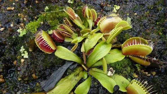 A venus fly trap in the wild.