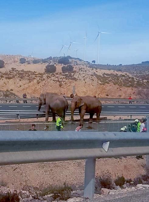 The surviving elephants at the scene of the accident.